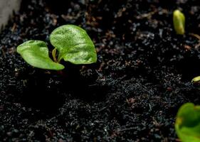 Bud leaves of young vegetable seeding in the farm photo