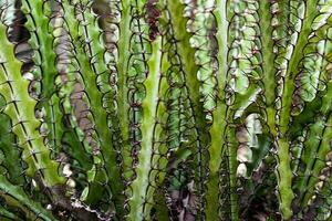 Sharp, long and hard thorns around the stalk of Euphorbia greenwayi photo