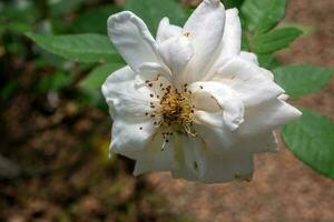 A white rose that is withered in the planting area photo