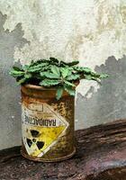 Euphorbia decaryi in the old package of radioactive material photo