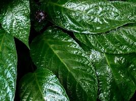 higo del congo dorstenia elata superficie de hoja verde oscuro y brillante de plantas de la selva tropical foto