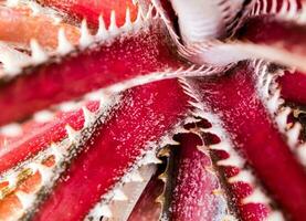 Detail texture and thorns at the edge of the Bromeliad leaves photo