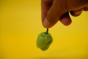 the katokkon chili that is being held. green toraja chili isolated on yellow background. one of the hottest chilies in Indonesia. photo