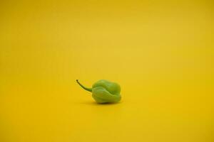 katokkon chili. green toraja chili isolated on yellow background. one of the hottest chilies in Indonesia. photo