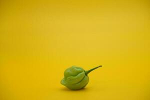 katokkon chili. green toraja chili isolated on yellow background. one of the hottest chilies in Indonesia. photo