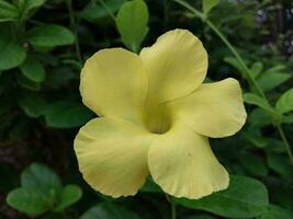 un hermosa ver de un amarillo flor foto