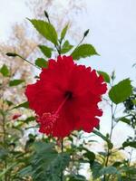 un hermosa ver de un hibisco flor foto