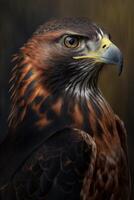 Eagle portrait on dark background. photo