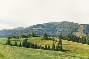 green meadow on the background of mountains where cows graze photo