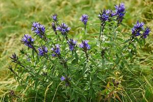 mountain flowers in green grass. Gentiana asclepiadea photo