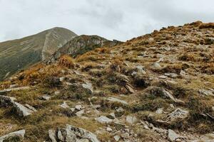 the mountain range is covered with yellow grass photo