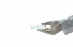 hand scientist wearing rubber gloves and hold petri dish isolated on white background photo