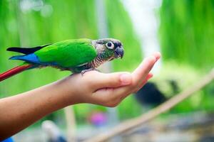 A lovebird is eating dry sunflower seeds in child hand. photo