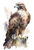 Illustration eagle in watercolor. Animal on a white background, photo