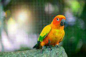 Beautiful Lovebird parrot sitting on branch. photo