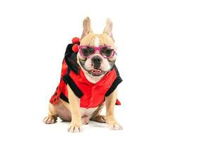 cute french bulldog wear  fancy glasses and sit isolated on white background, photo