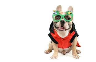 cute french bulldog  wear  fancy glasses and sit isolated on white background photo