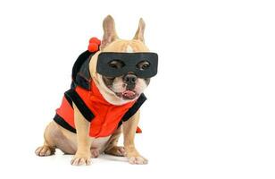 cute french bulldog with a super hero costume isolated on white photo