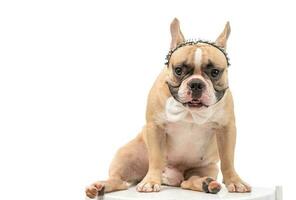 Cute french bulldog  wears headband and white bow tie isolated on white photo