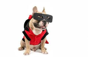 cute french bulldog with a super hero costume isolated on white photo