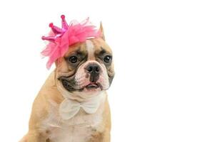 Cute french bulldog  wears a pink headband and white bow tie isolated photo