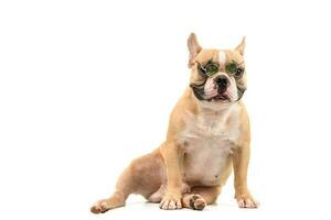 Cute brown french bulldog wear sunglasses isolated on white photo