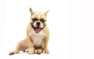 Cute brown french bulldog wear glasses isolated on white background photo