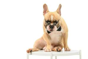 french bulldog wear sunglasses and sitting on table photo