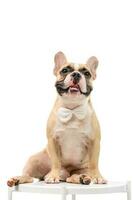 French Bulldog is sitting on the table waiting to eat from the owner photo