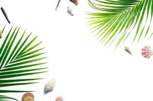 viajero accesorios, tropical palma hoja ramas y cáscara aislado foto