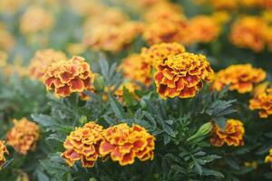 Beautiful Yellow and red Mexican marigold flower photo