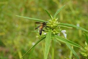 bee on a flower photo