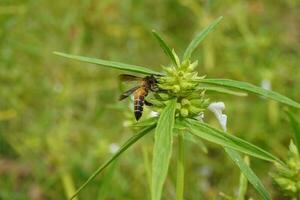 abeja en una flor foto