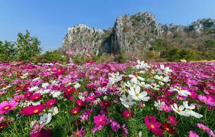 Beautiful pink cosmos field with Limestone mountain photo