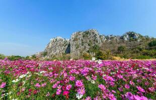 Beautiful pink cosmos field with Limestone mountain photo