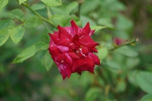 Close-up of red rose photo