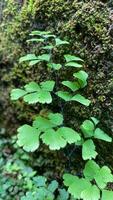 Plants with green leaves and very beautiful photo