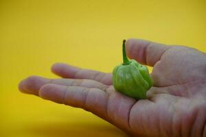 el katokkon chile ese es siendo sostuvo. verde toraja chile aislado en amarillo antecedentes. uno de el mas caliente chiles en Indonesia. foto