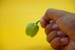 el katokkon chile ese es siendo sostuvo. verde toraja chile aislado en amarillo antecedentes. uno de el mas caliente chiles en Indonesia. foto