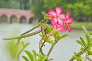 Beautiful flowers in full bloom and a beautiful bridge in the park of Bangkok, Thailand. photo