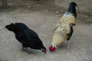 gallo y gallina comiendo juntos foto