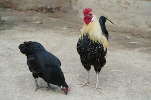 Rooster and hen eating together photo