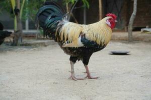 A beautiful rooster stands nearby photo
