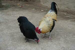 gallo y gallina comiendo juntos foto