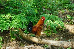 A beautiful rooster stands nearby in the morning photo