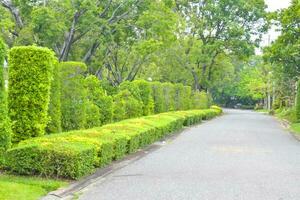 Beautiful flowers and plants in Chatuchak Park, Bangkok, Thailand photo