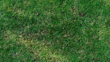 Above view of green grass. Turf ground with different types of grass combined. For background and textured. photo