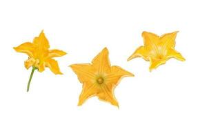 3 pumpkin flowers isolated on white background photo