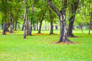 Beautiful   tree in the garden of Bangkok, Thailand photo