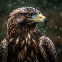 Eagle photography. Generative AI photo